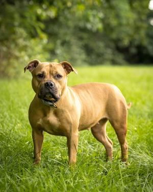 BOO (0125), American Staffordshire Terrier, young, available for adoption