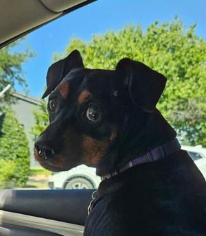 Jax, Miniature Pinscher / Dachshund, senior, available for adoption