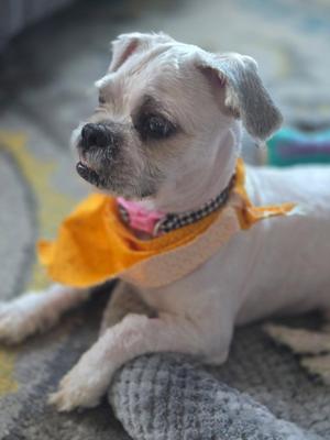 Noodles, Shih Tzu, young, available for adoption