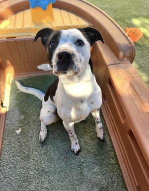Fiona, Cattle Dog / Terrier, adult, available for adoption