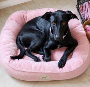 Harley, Whippet / Labrador Retriever, adult, available for adoption
