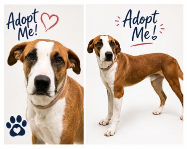 Two images of a brown and white dog. The left image is a close-up of the dog's face with the text "Adopt Me!" and a heart. The right image shows the dog standing with the text "Adopt Me!" and a paw print.