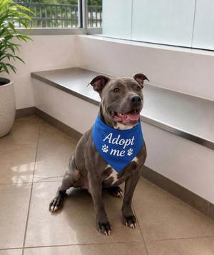 Blue, American Staffordshire Terrier, adult, available for adoption