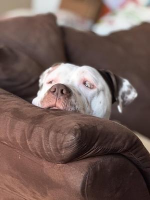 Bowser, Pit Bull Terrier, adult, available for adoption