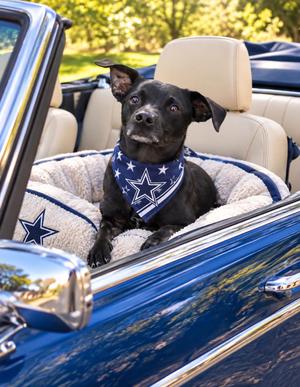 Cooper, Chihuahua / Terrier, adult, available for adoption