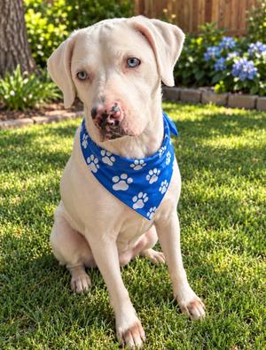 Cleo, Labrador Retriever / Australian Shepherd, adult, available for adoption