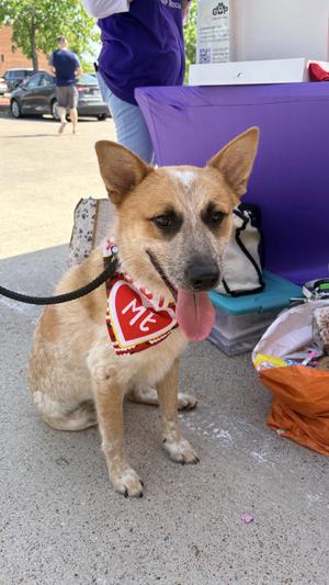 Hank, Cattle Dog, young, available for adoption