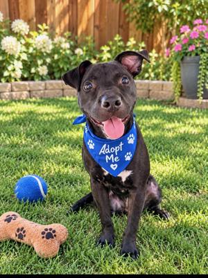 Crunchy, Terrier, young, available for adoption