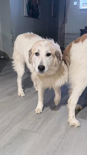 A light-colored dog with a fluffy coat stands on a wooden floor, looking directly at the camera.