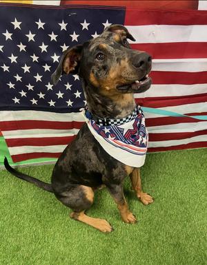 Bronco, Doberman Pinscher / Catahoula Leopard Dog, adult, available for adoption