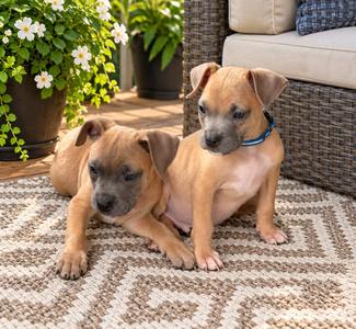 Boone, Terrier, young, available for adoption