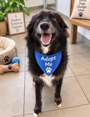 Callie, Border Collie, adult, available for adoption