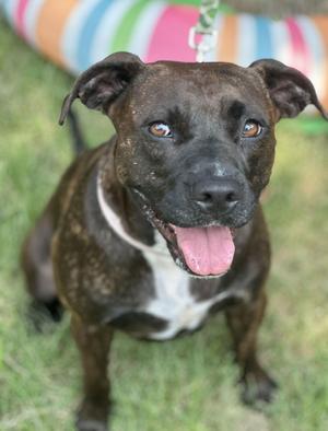 Brighton, Terrier / Boxer, adult, available for adoption
