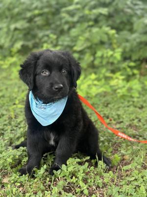 Ash, Labrador Retriever / Australian Shepherd, young, available for adoption