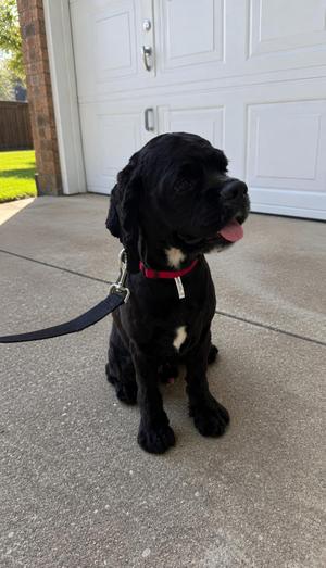 Burberry, Cocker Spaniel / Shih Tzu, adult, available for adoption