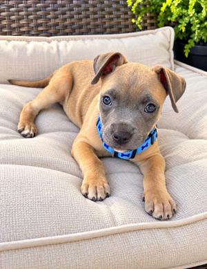 Brooks, Terrier, young, available for adoption