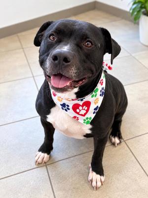 Bubbs, Terrier, senior, available for adoption