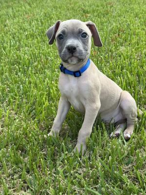 Bronson, Terrier, young, available for adoption