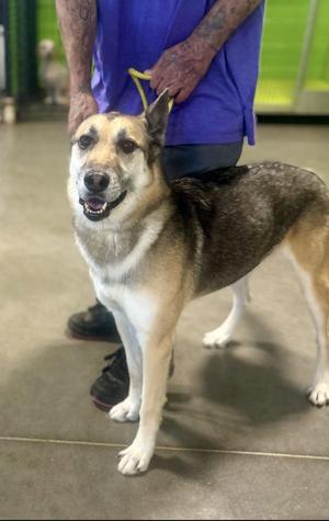 Axel, German Shepherd Dog, adult, available for adoption