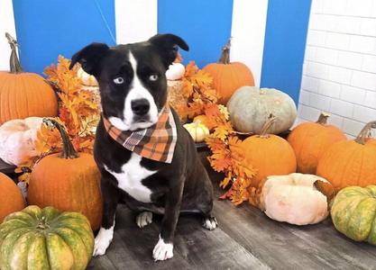 Diamond, American Staffordshire Terrier / Siberian Husky, adult, available for adoption