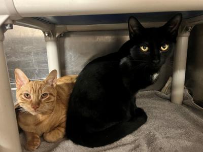 Sinon CS-243/26 and Agamemnon CS-244/26, young, available for adoption