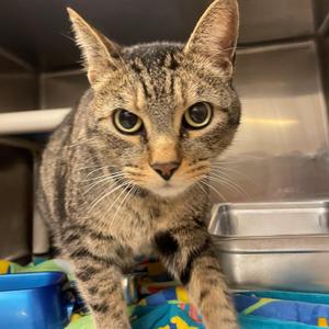 Jack-O-Lantern, adult, available for adoption