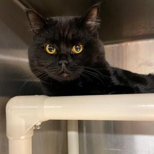 Angus CH-179/26, adult, available for adoption