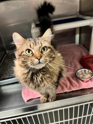 Gala CS-210/26, adult, available for adoption