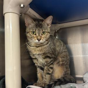 Circe CS-236/26, young, available for adoption