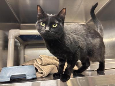 Boo CS-328/26, kitten, available for adoption