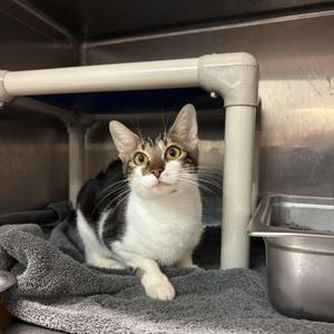 Pink Lady CS-215/26, young, available for adoption