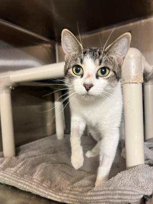 Eeve CS-288/26, adult, available for adoption