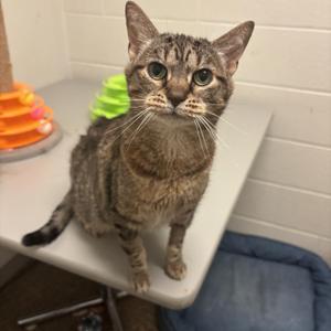 Rosa CS-152/26, adult, available for adoption