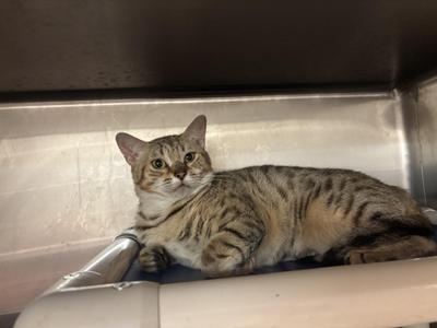 Helen of Troy CS-237/26, young, available for adoption