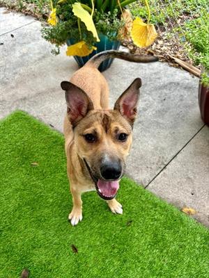 SKIPPER, Carolina Dog, young, available for adoption