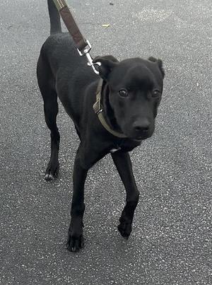 PANTHER, German Shepherd Dog, puppy, available for adoption