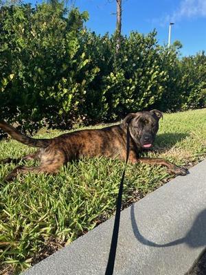 LOKI, Boxer, adult, available for adoption