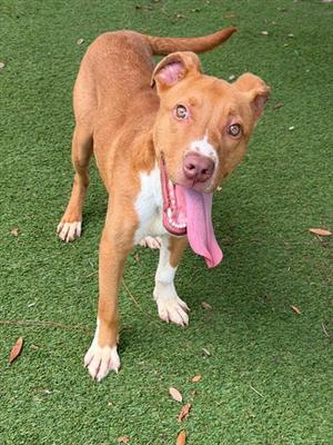 DAVEY, American Pit Bull Terrier, adult, available for adoption