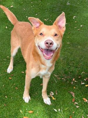AUGUST, Siberian Husky, senior, available for adoption