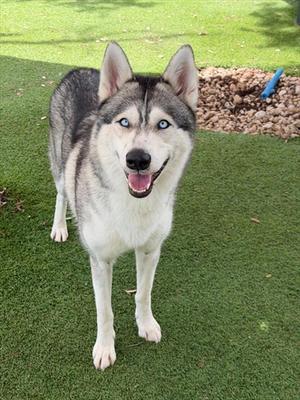 SKY, Siberian Husky, adult, available for adoption