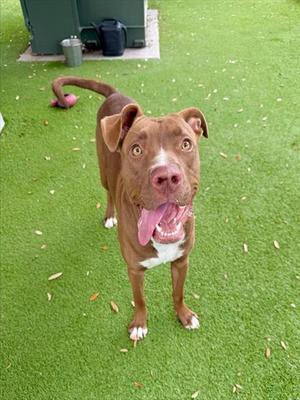 A brown dog with a white chest and paws standing on green artificial grass, looking up with its tongue out.