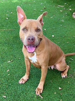 TIKI, Pit Bull Terrier, adult, available for adoption