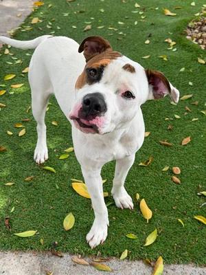 TYLER, American Bulldog, young, available for adoption