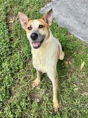 TERRY, Australian Shepherd, adult, available for adoption