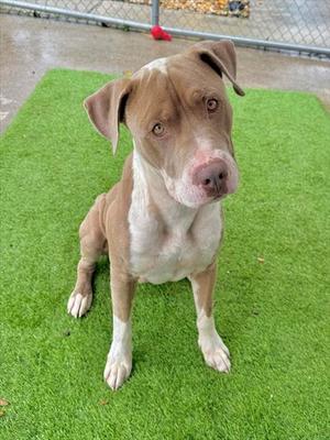 A brown and white dog sitting on green artificial grass, looking directly at the camera.