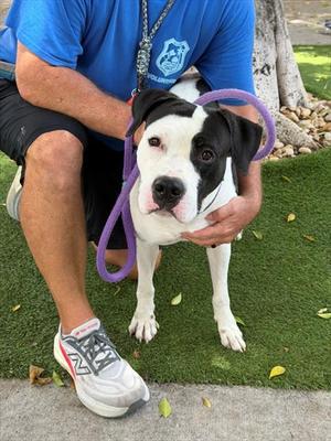 PONGO, American Bulldog, adult, available for adoption