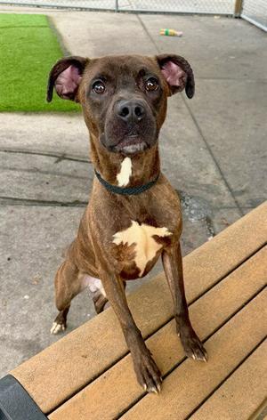 JIMMY, Pit Bull Terrier, adult, available for adoption