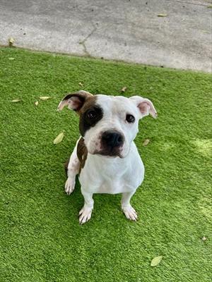 LACEY, Pit Bull Terrier, adult, available for adoption