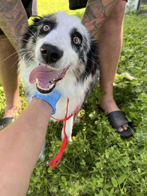 CANYON, Australian Shepherd, young, available for adoption