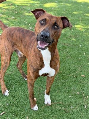 A brown and white dog standing on green grass, looking up with its mouth open and tongue out.